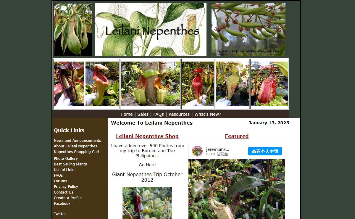 Leilani Nepenthes: Tropical Pitcher Plants For Sale