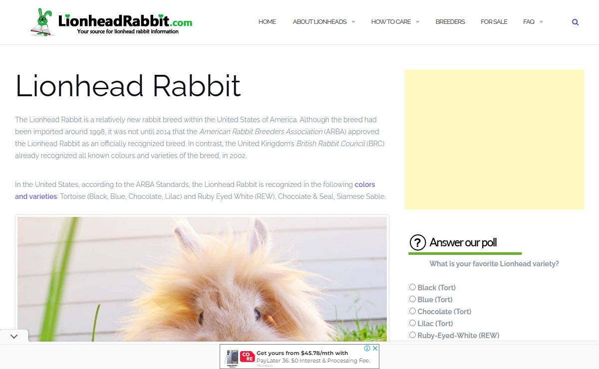 Lionhead Rabbit | How to Care, Diet, Lifespan, FAQ (With Pictures)