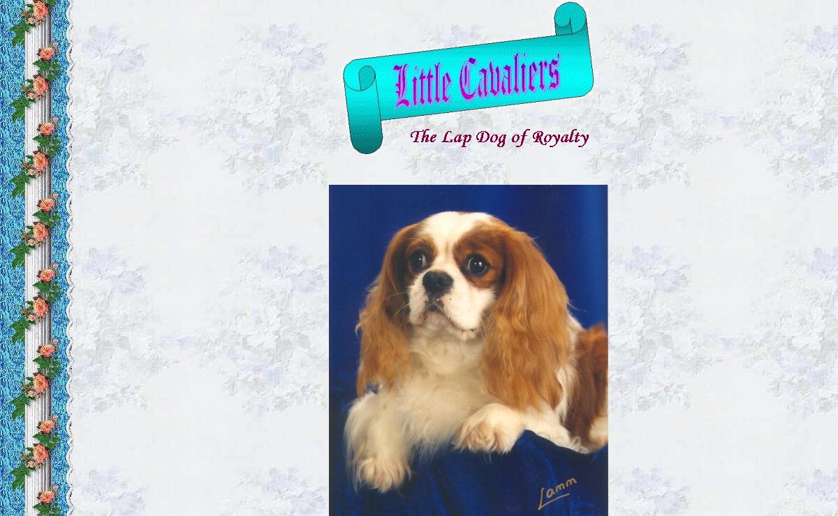Little Cavalier King Charles Spaniels