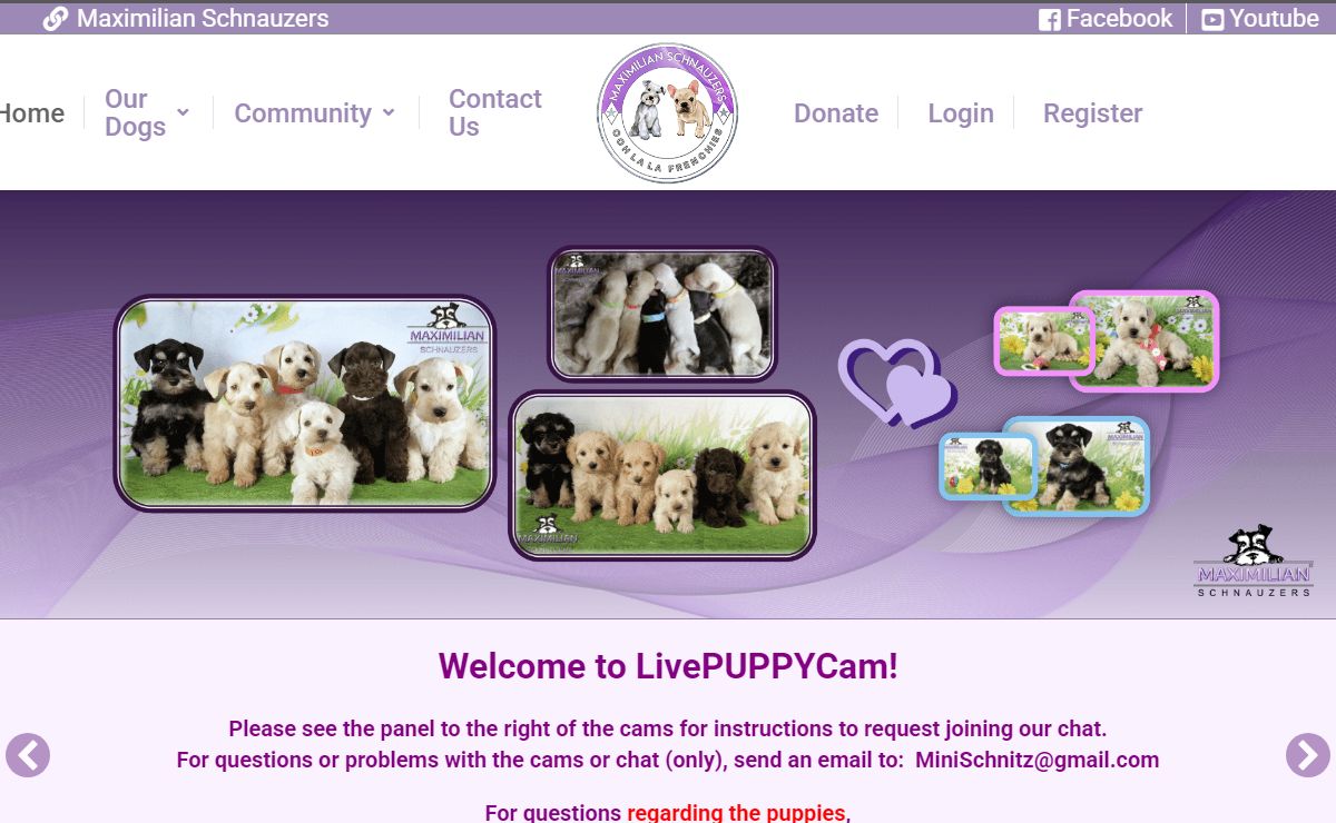 Live Puppy Cam - Live Puppy Cams from Maximillian Schnauzers