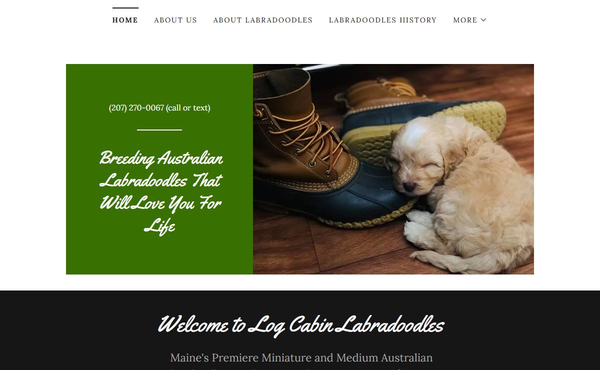Australian Labradoodle - Log Cabin Labradoodles