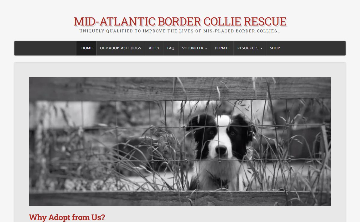 Mid-Atlantic Border Collie Rescue – uniquely qualified to improve the lives of mis-placed border collies…