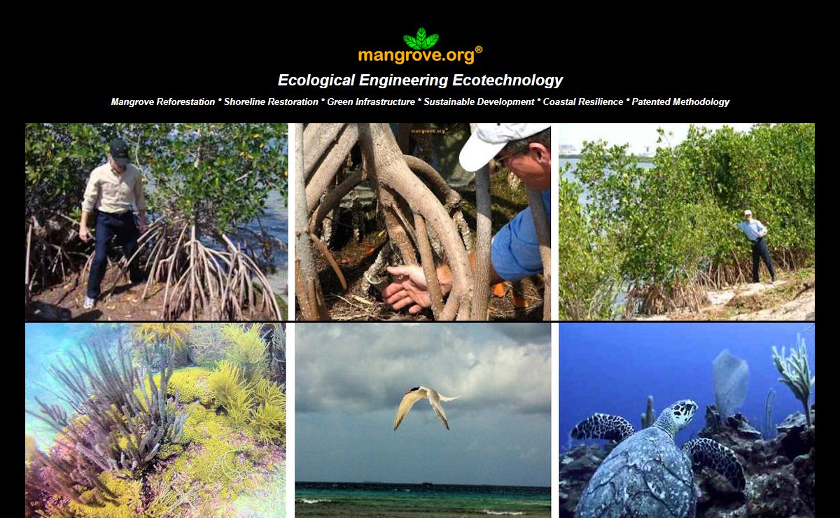mangrove.org | Ecological Engineering Ecotechnology | Mangrove Reforestation | Shoreline Restoration | Sustainable Development | Green Infrastructure | Coastal Resilience | Mangrove Coral Reef Ecosystems