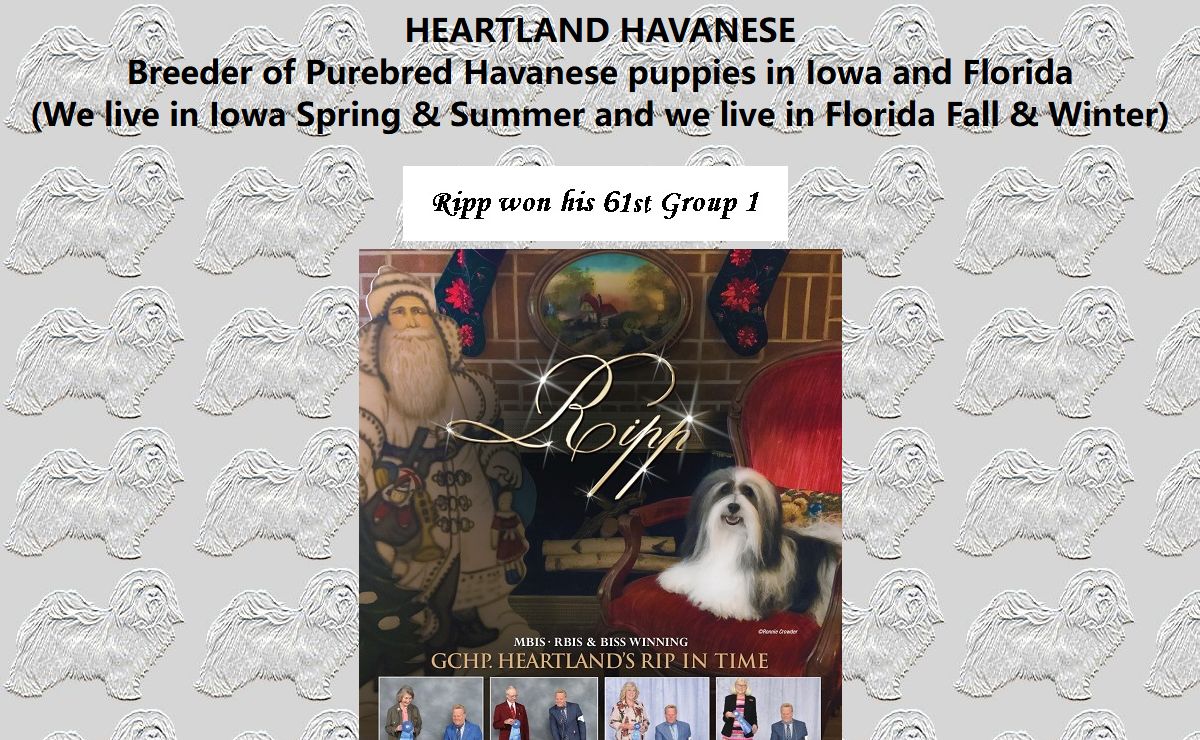 Heartland Havanese, Florida, Iowa, Cuba dog, Havanese, Dog Breeder Kennel, Stud service, Puppies For Sale