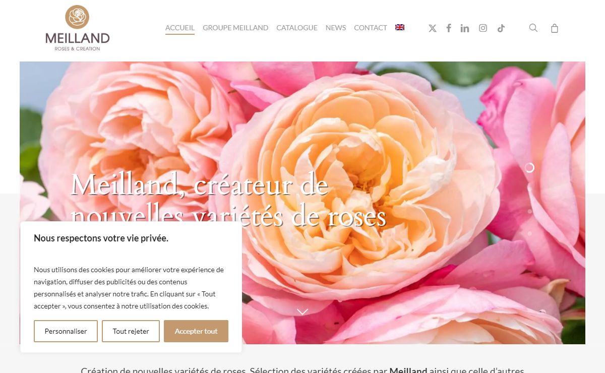 MEILLAND International • Créateurs de nouvelles variétés de roses