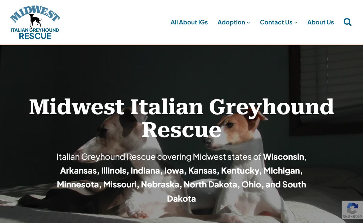Welcome to Midwest Italian Greyhound Rescue - Midwest Italian Greyhound Rescue