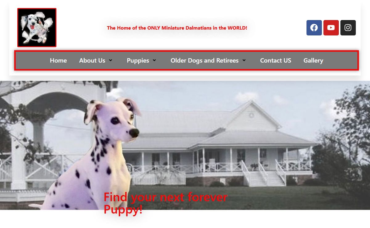 The Home of the ONLY Miniature Dalmatians in the WORLD! – Your trusted source for charming, pint-sized Dalmatian companions with big personalities and boundless love.