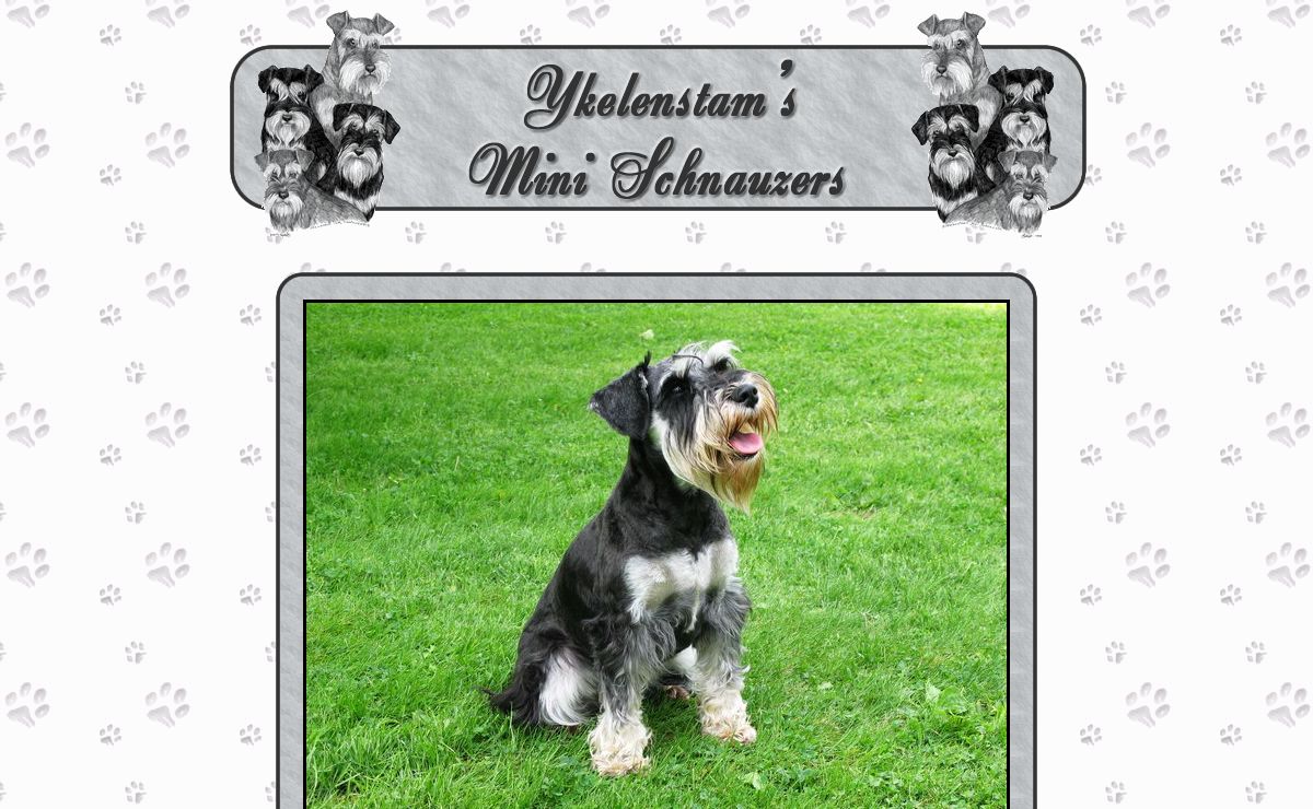 Ykelenstam's Miniature Schnauzers, Miniature Schnauzer, Mini Schnauzer, Puppies,