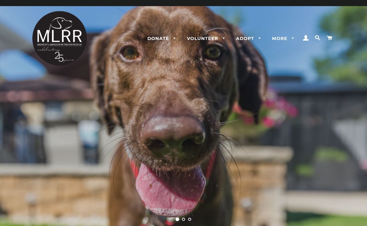 Midwest Labrador Retriever Rescue, Inc. – MLRR