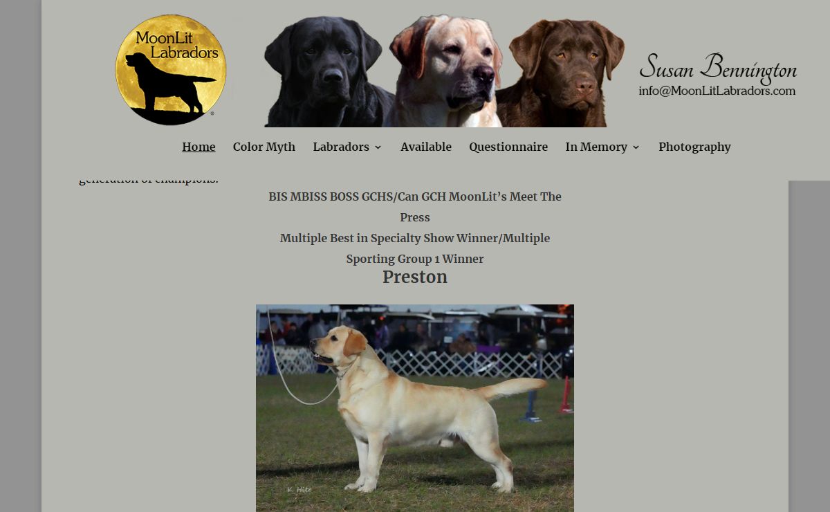 MoonLit Labradors - Black, Yellow and Chocolate Labradors