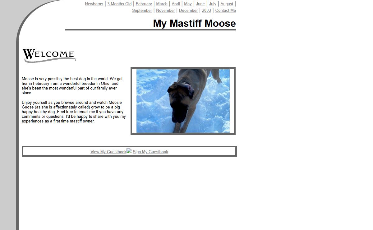 My Mastiff Moose