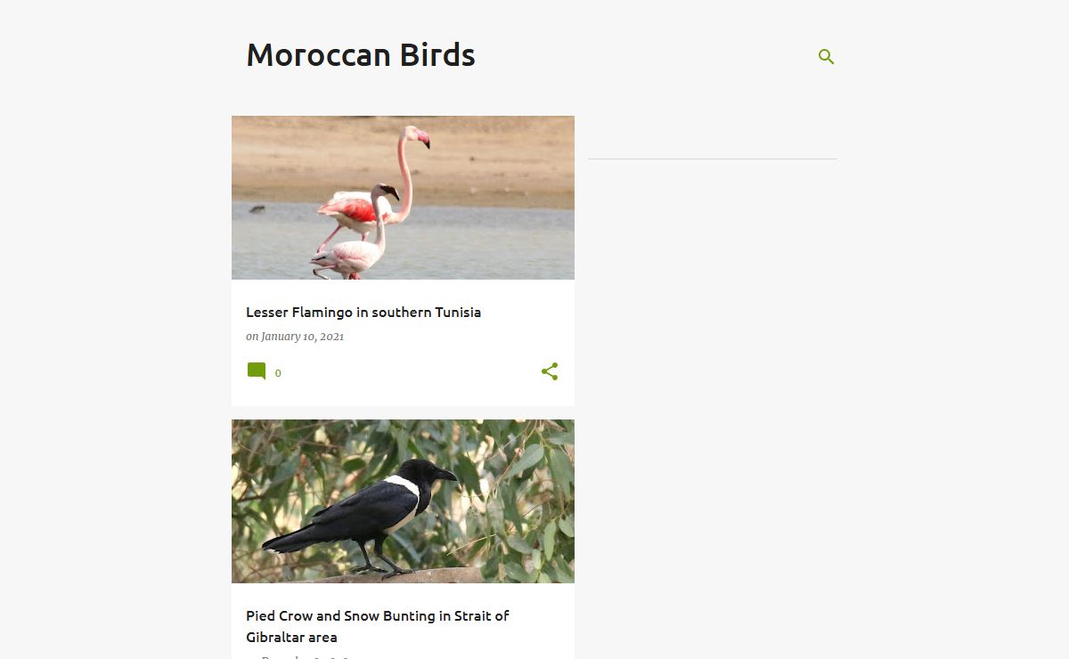 Moroccan Birds