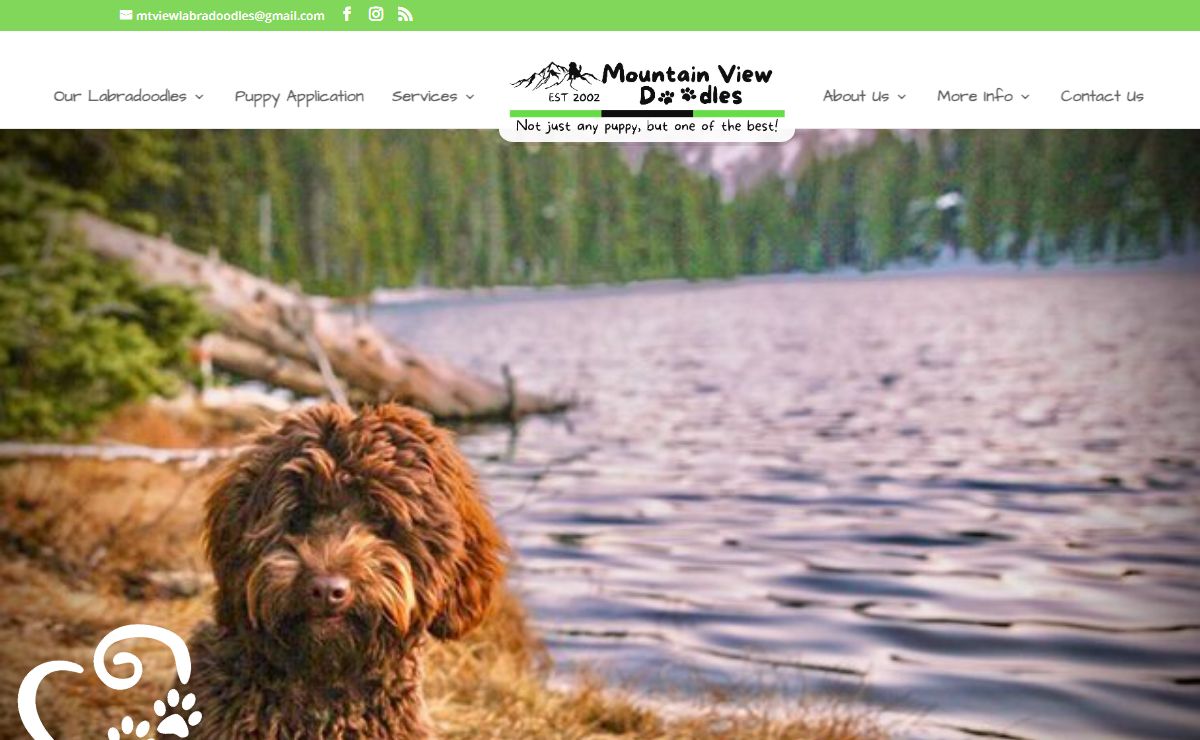 Mt View Labradoodles | Mountain View Doodles