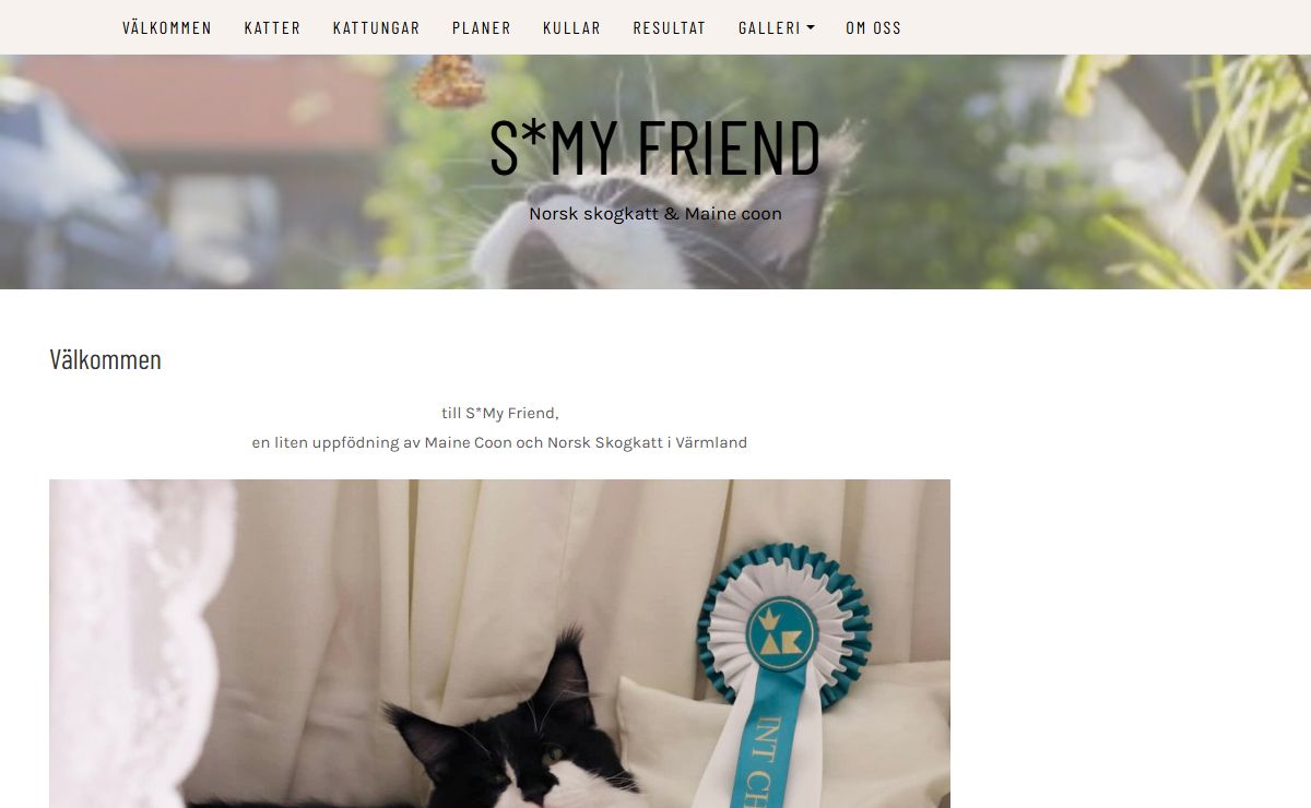 S*My Friend – Norsk skogkatt & Maine coon