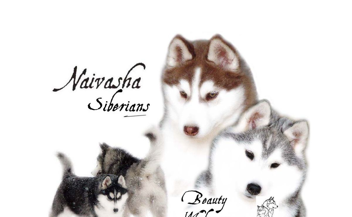 at Naivasha Siberian Huskies Reg'd Kennels Canada