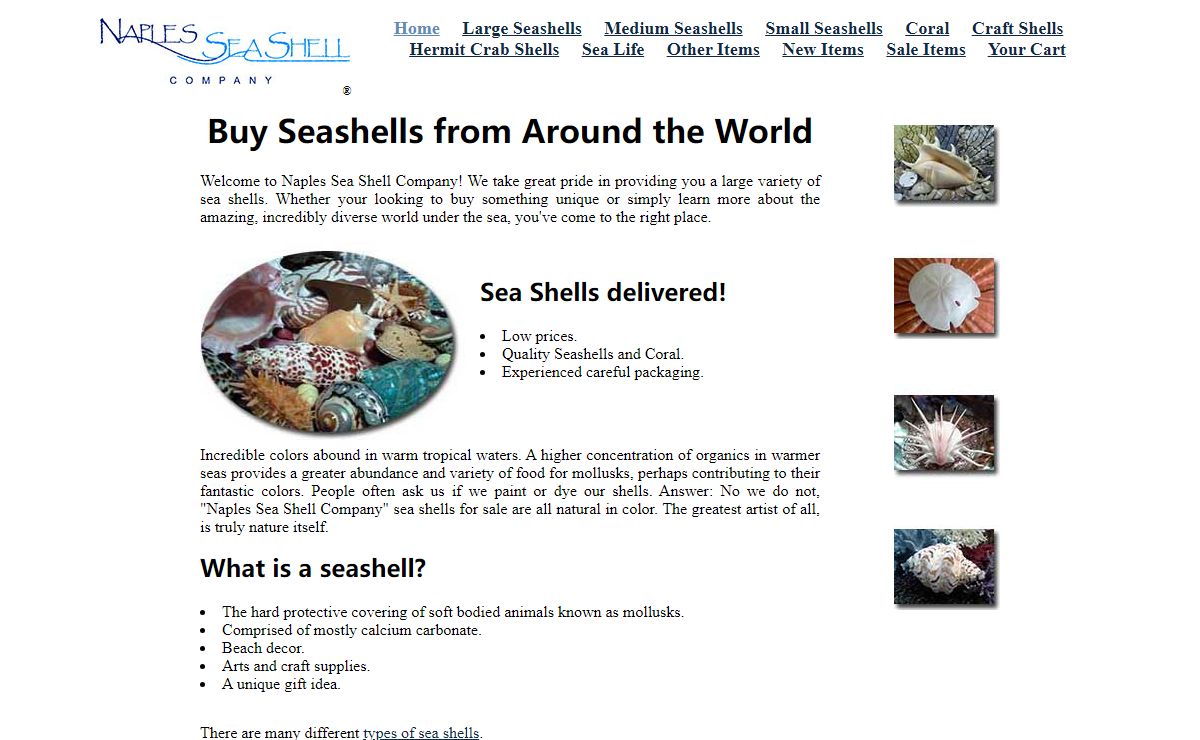 Seashells for Sale - Seashell Decor - Sea Life