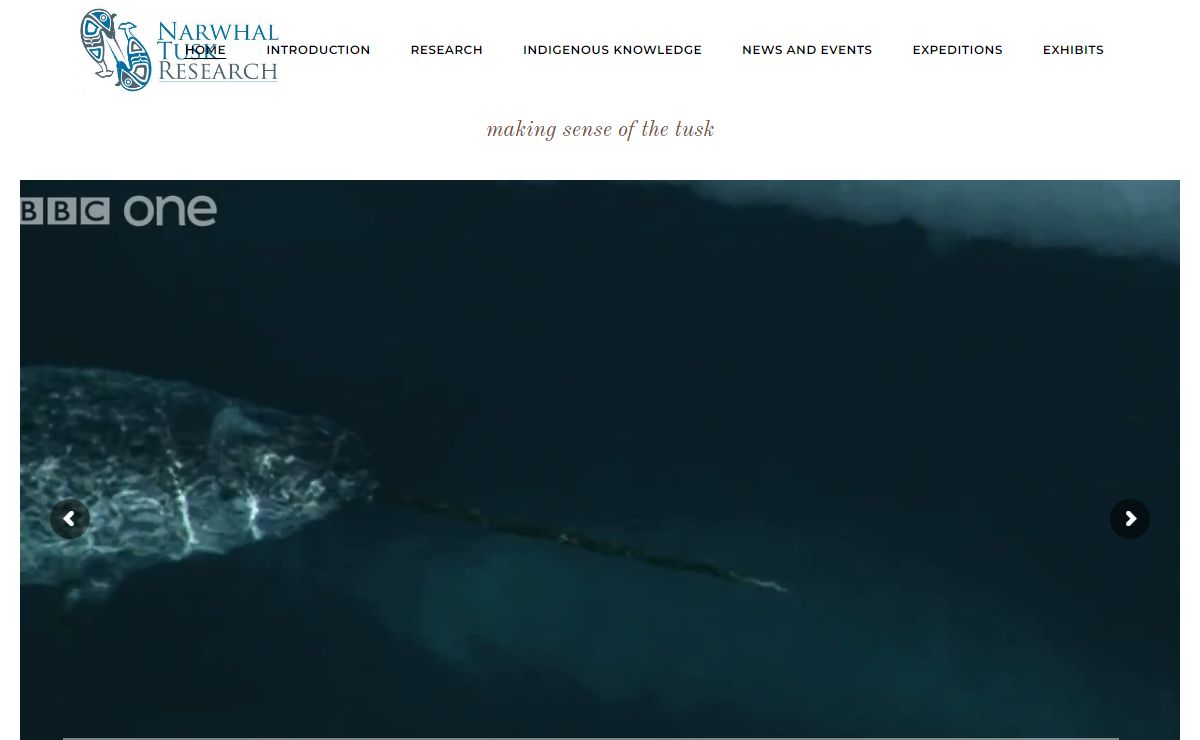 Narwhal |