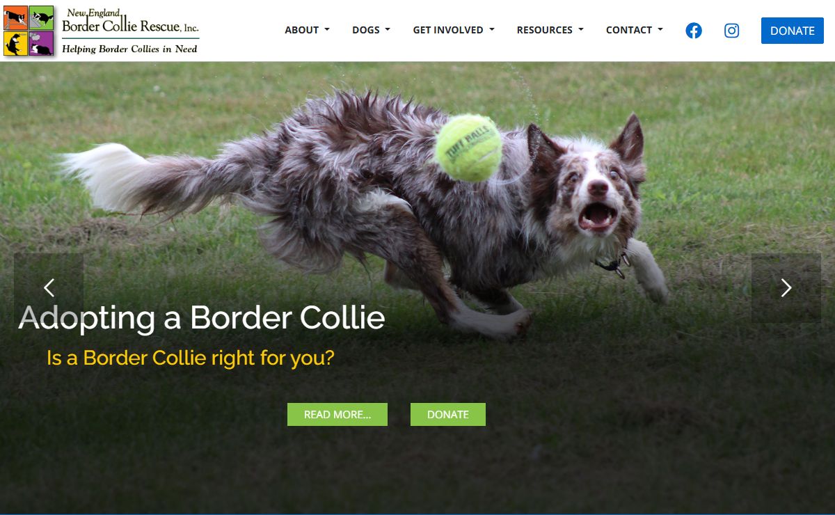 Home - New England Border Collie Rescue