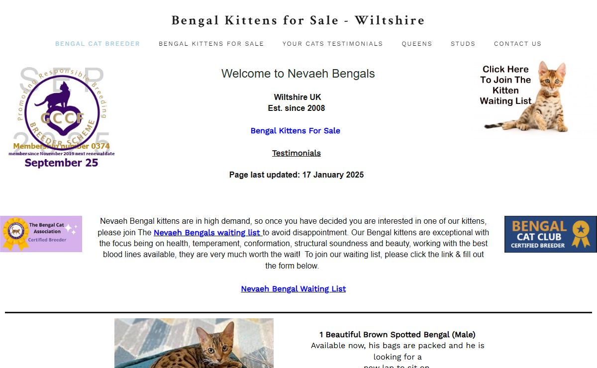 Bengal kittens for sale, Bengal cat breeders, Wiltshire, Nevaeh Bengals