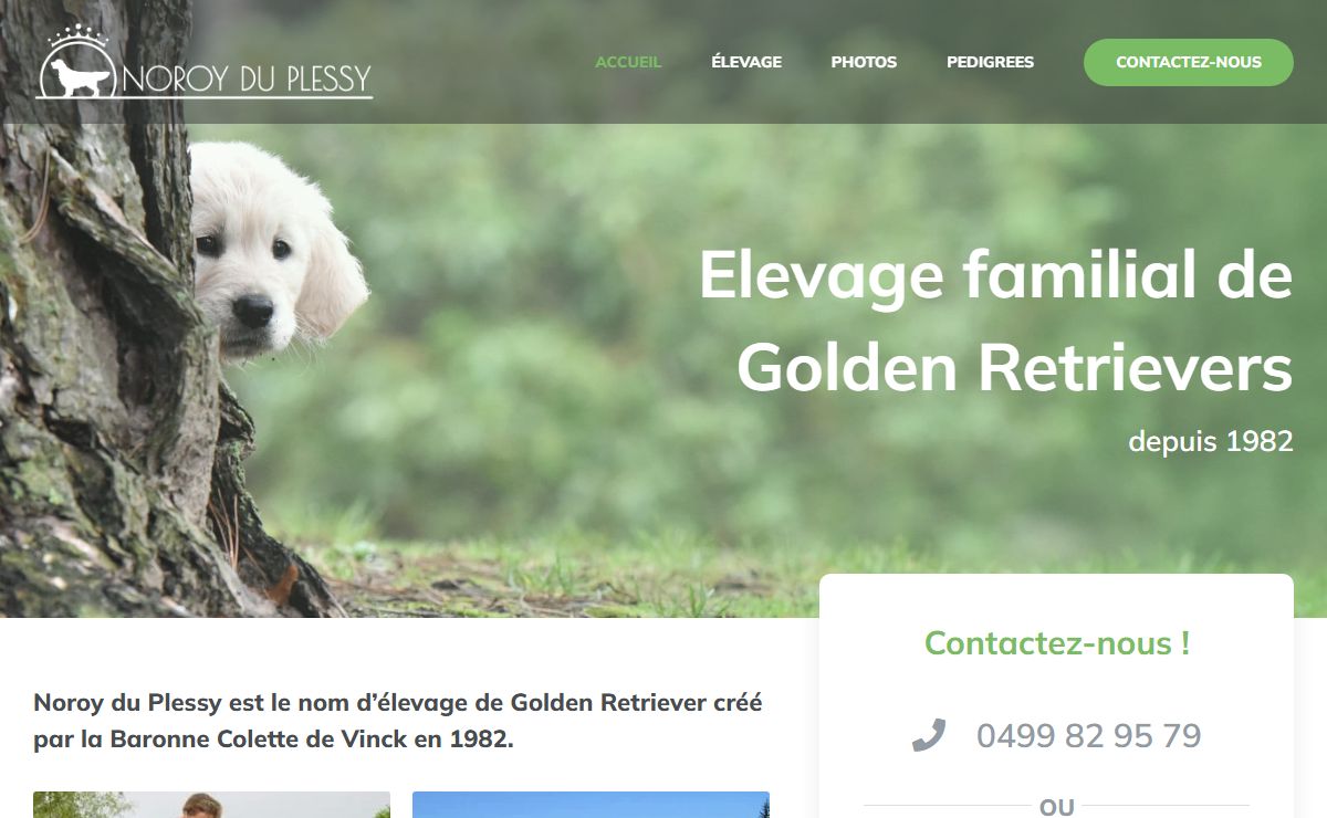 Noroy du Plessy : élevage de Golden Retrievers depuis 1982