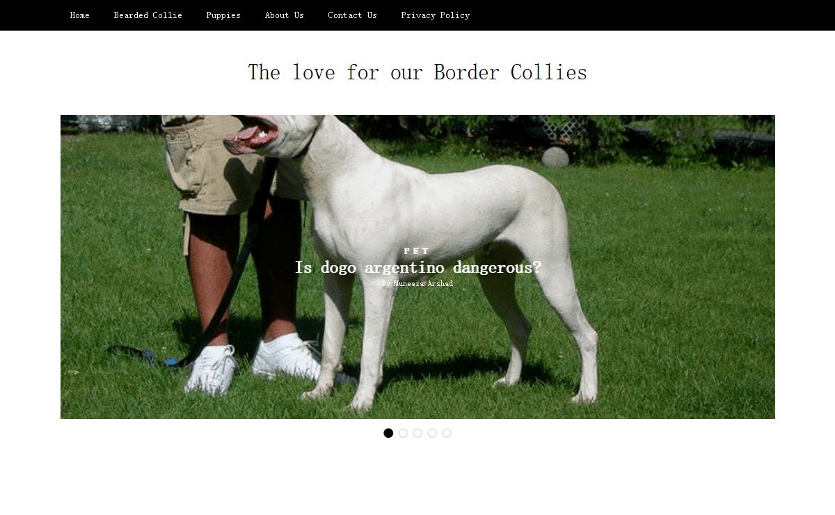 The love for our Border Collies -