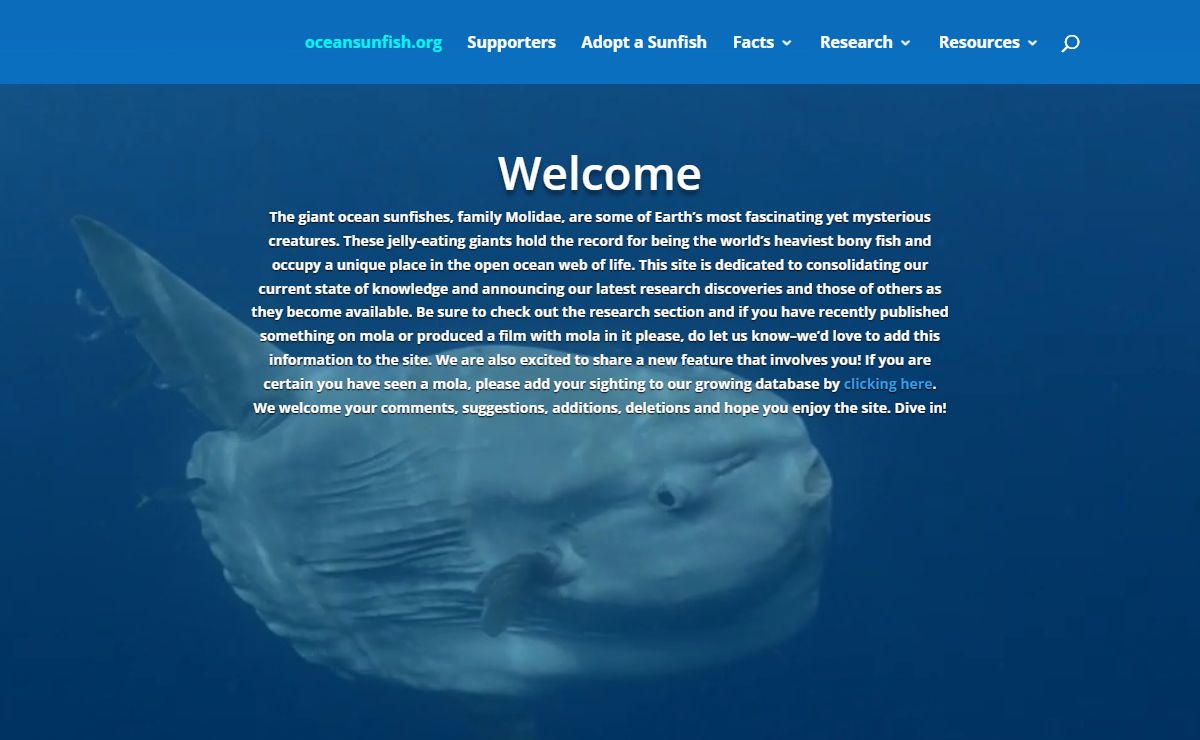 Ocean Sunfish |