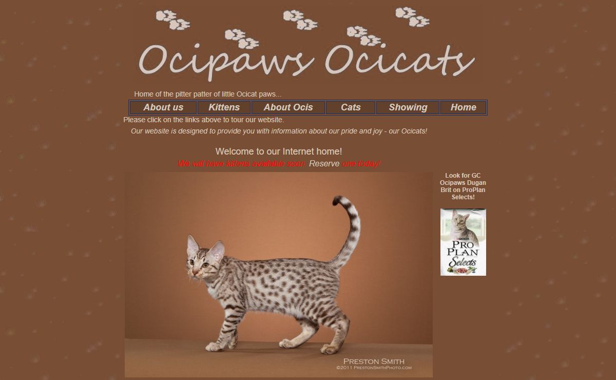 Welcome to Ocipaws Ocicats!