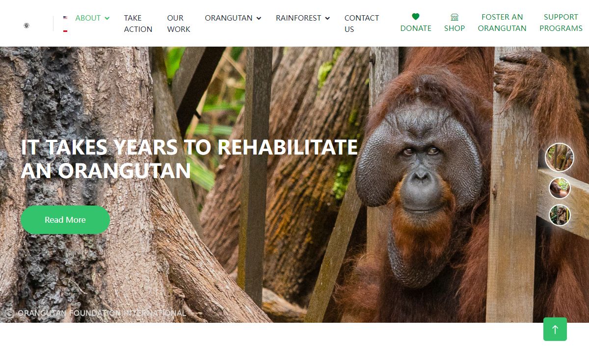 Orangutan Foundation International – 97% of our DNA...100% of Our Commitment! Supporting Conservation and Understanding of Orangutans.Orangutan Foundation International | 97% of our DNA…100% of Our Commitment! Supporting Conservation and Understanding of Orangutans.