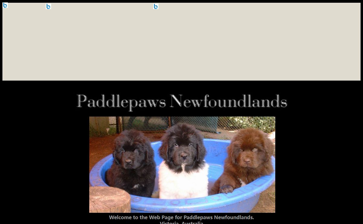 Welcome to the Web Page for Paddlepaws Newfoundlands.