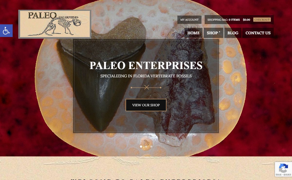 Fossils for Sale - Fossils & Artifacts for Sale | Paleo Enterprises