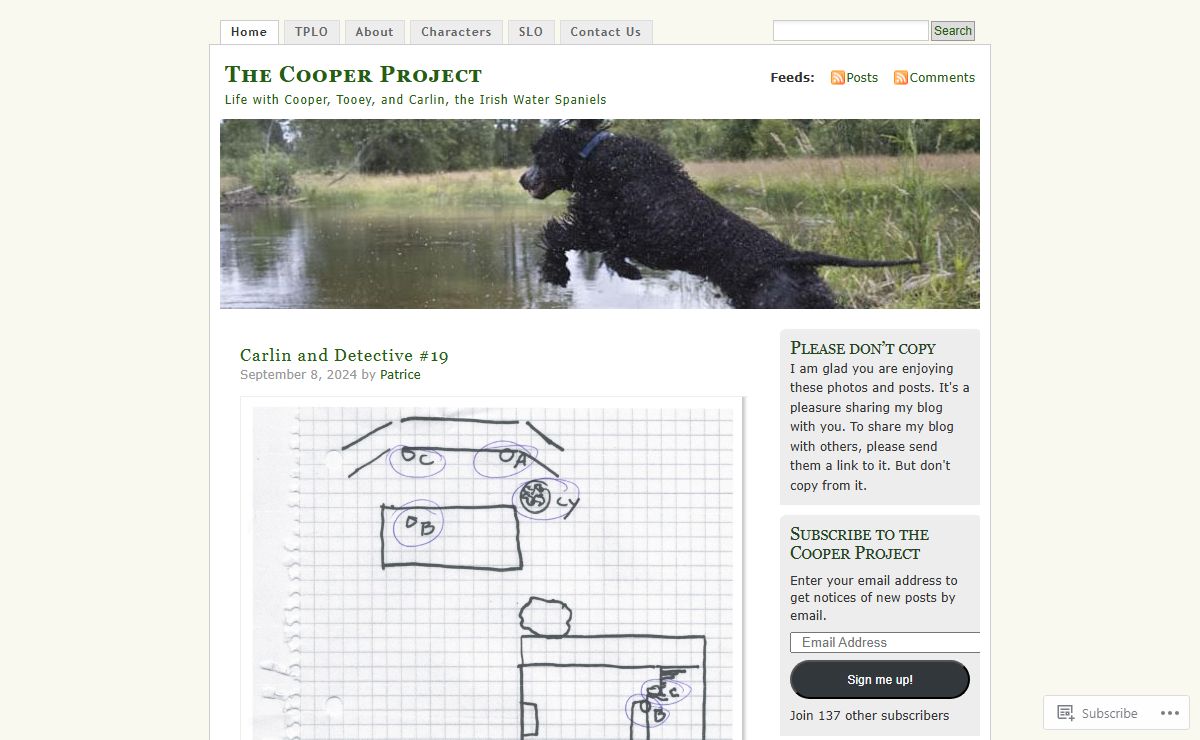 The Cooper Project | Life with Cooper, Tooey, and Carlin, the Irish Water Spaniels