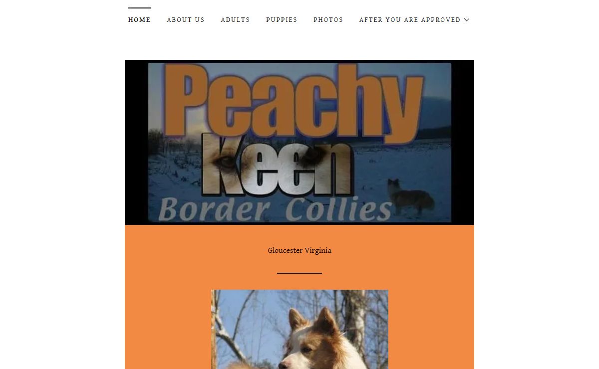 Peachy Keen Border collies - Border Collie Puppies