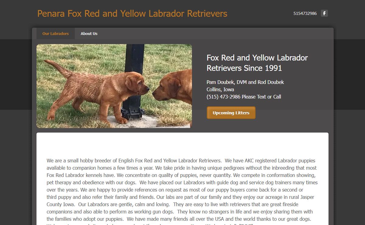Penara Fox Red and Yellow Labrador Retrievers - Penara Fox Red English Labrador Retrievers