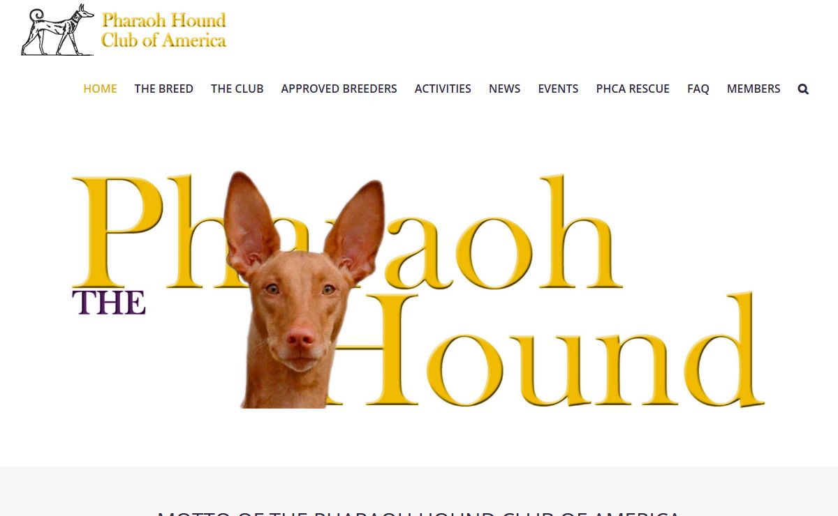 Home - Pharaoh Hound Club of America