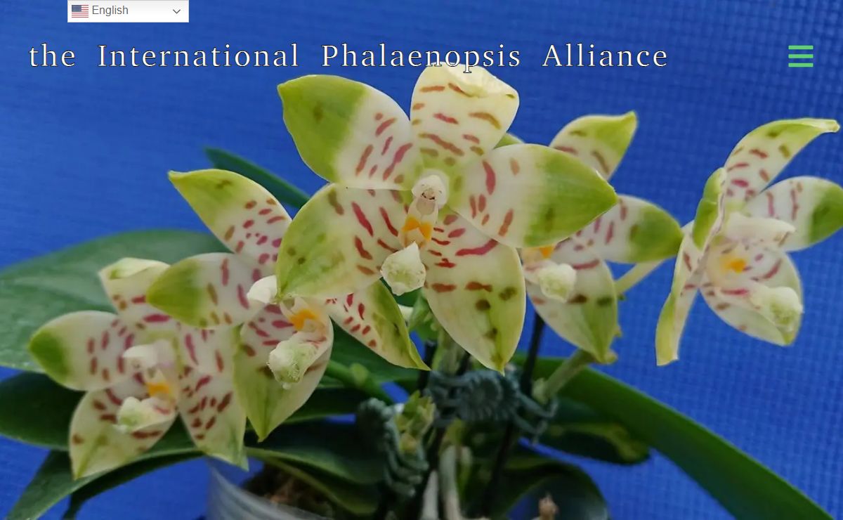 The International Phalaenopsis Alliance – All things about the Phalaenopsis Orchid and Allied Genera