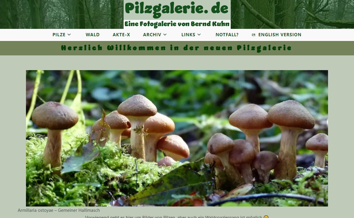 Pilzgalerie.de – Pilzbilder Wald Pilze Pilzgalerie Bernd Kuhn