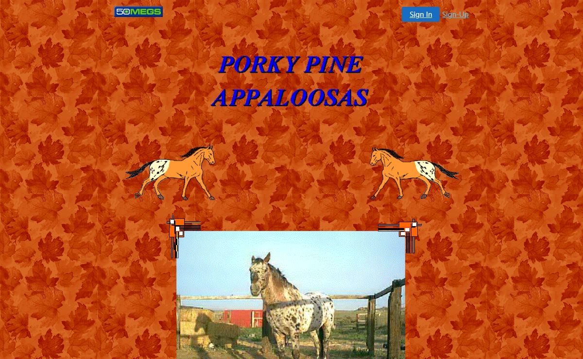 PORKY PINE APPALOOSAS