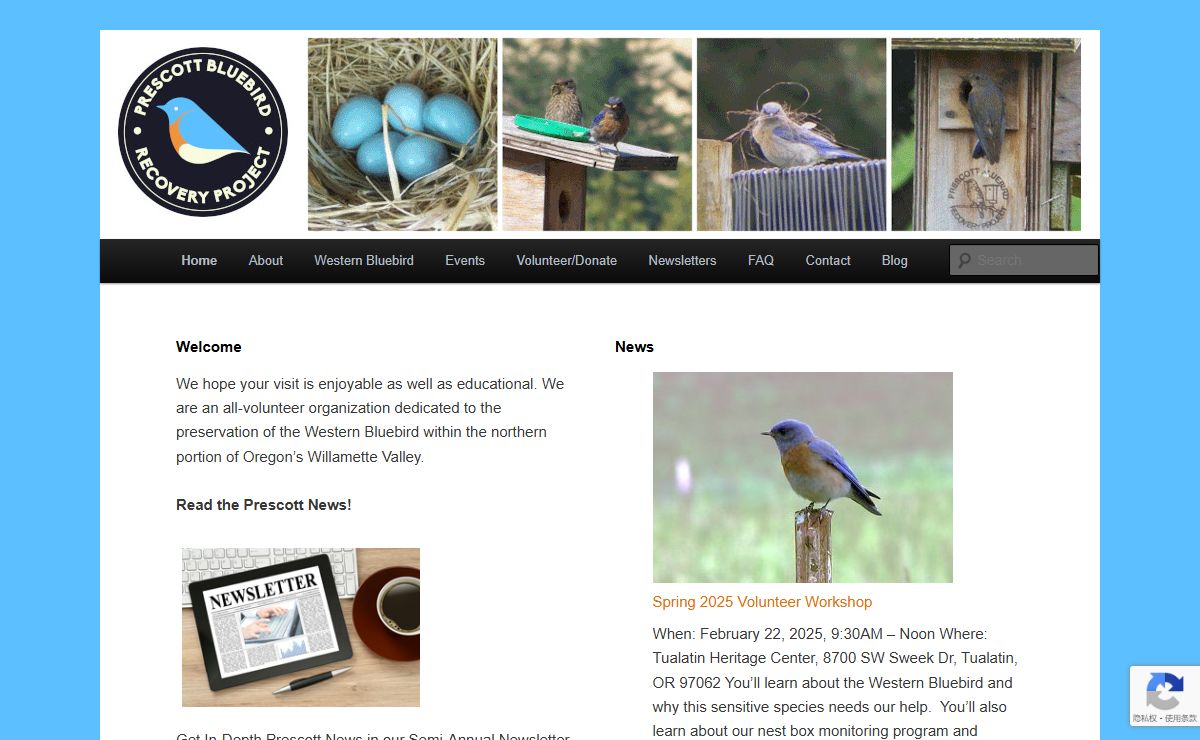 Prescott Bluebird Recovery Project | Western Bluebird Recovery