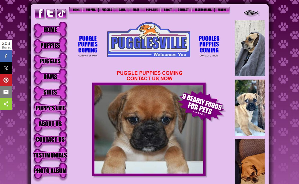 PUGGLE PUPPIES FOR SALE REPUTABLE BREEDER WA OR CA ID US POCKET PUGGLES