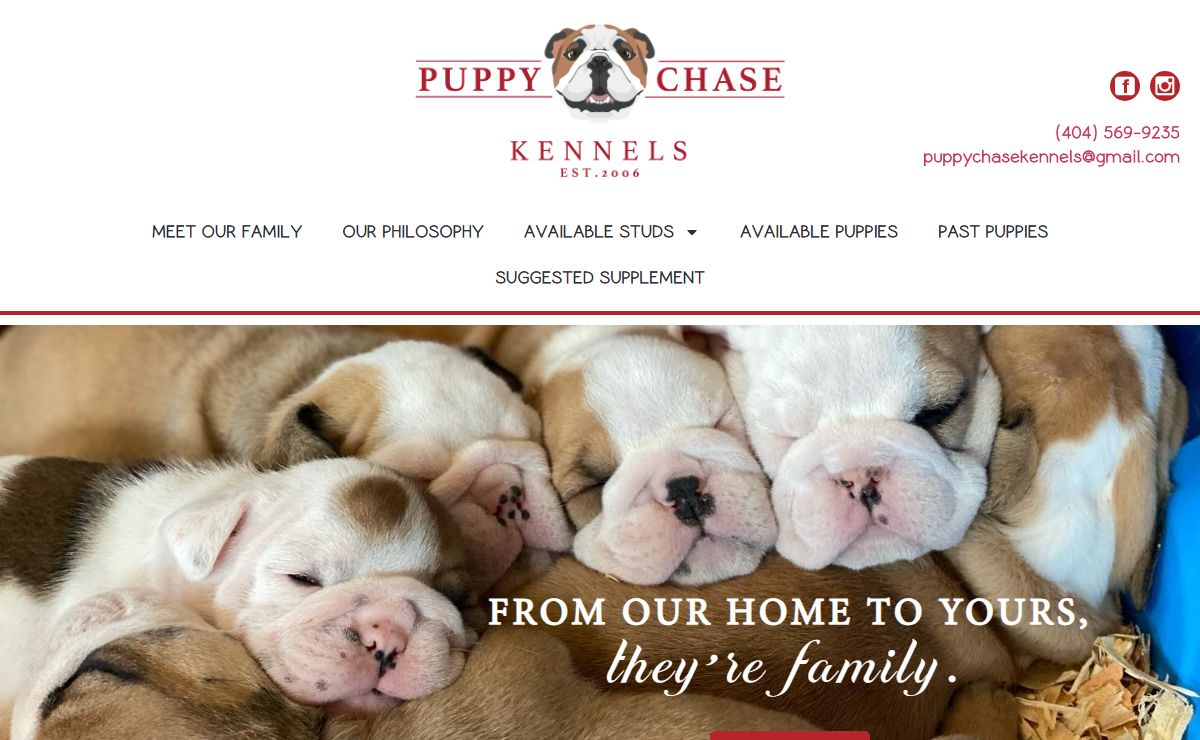 English Bulldog Puppies - Puppychase Kennels