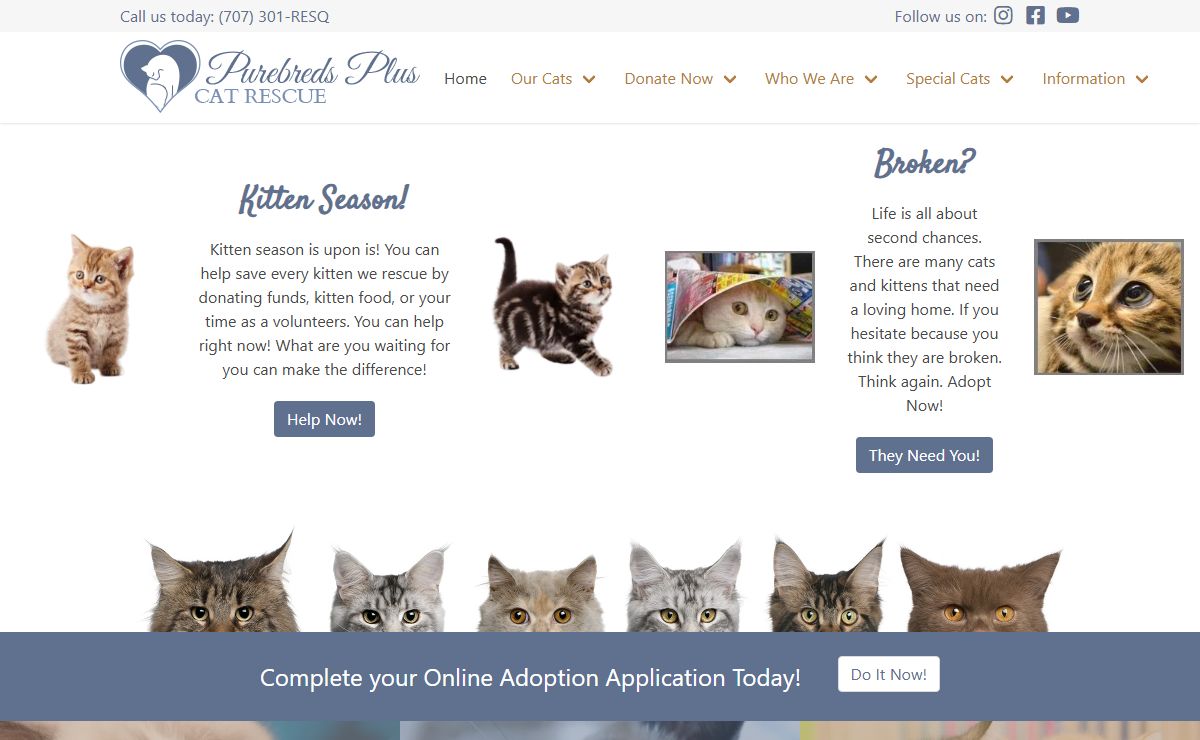 Purebreds Plus – Help Support Donate