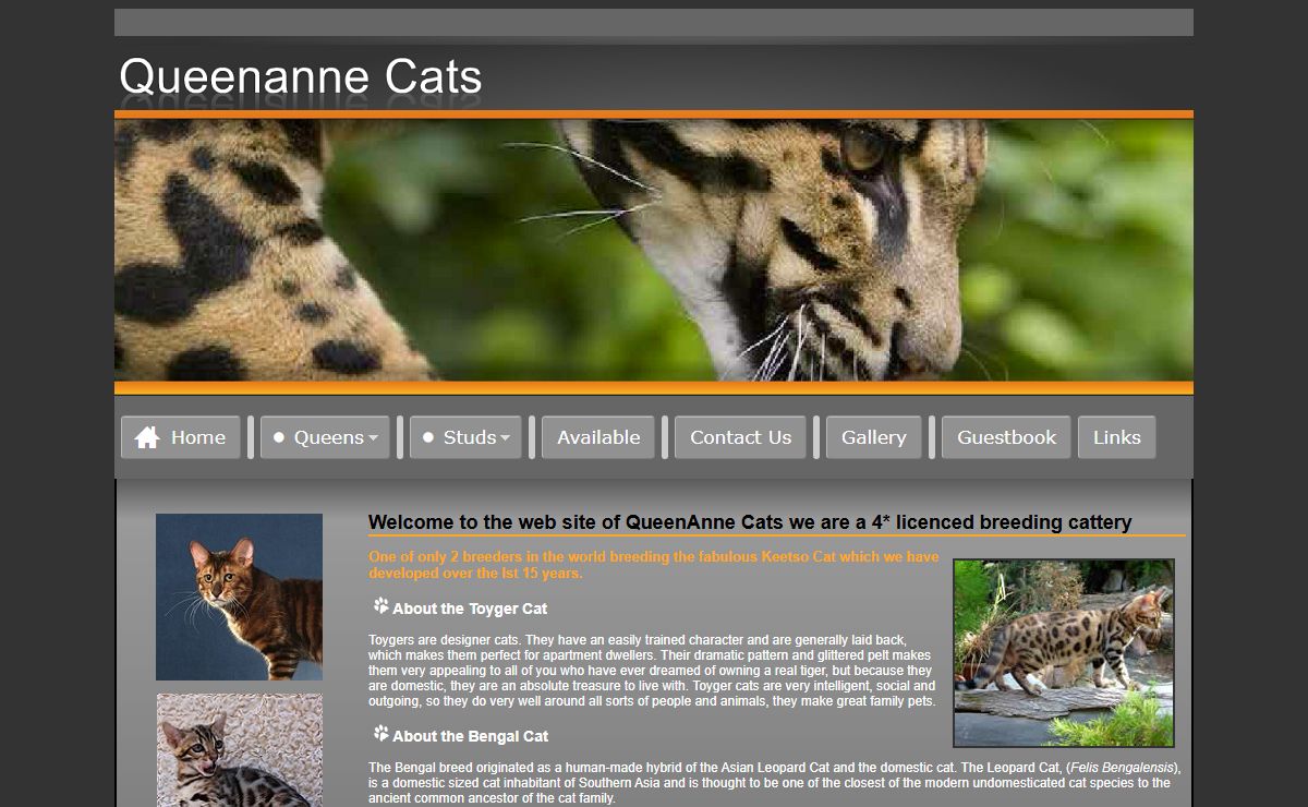 Queenanne Cats - Bengals and Toyger Cat Breeder in Bromsgrove, Worcestershire West Midlands