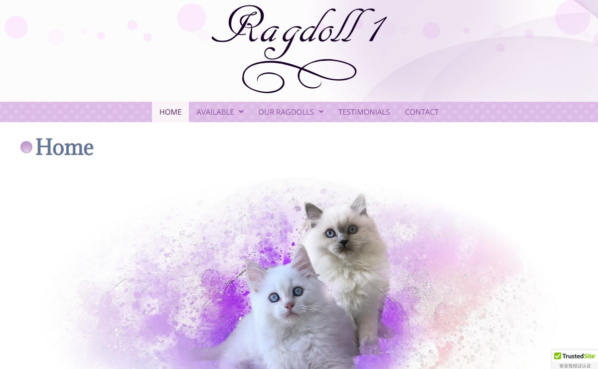 Ragdoll1 Cats and Kittens Syracuse New York