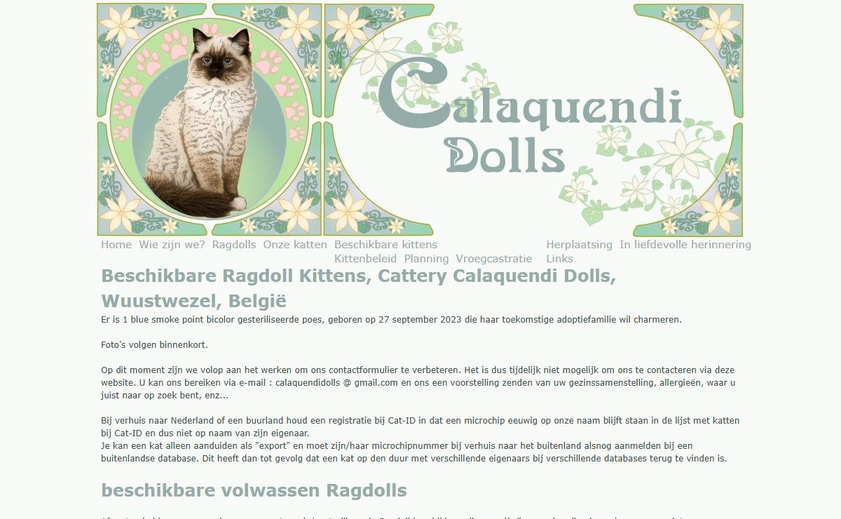 Beschikbare Ragdoll Kittens, Cattery Calaquendi Dolls, Wuustwezel, België | ragdolls.be