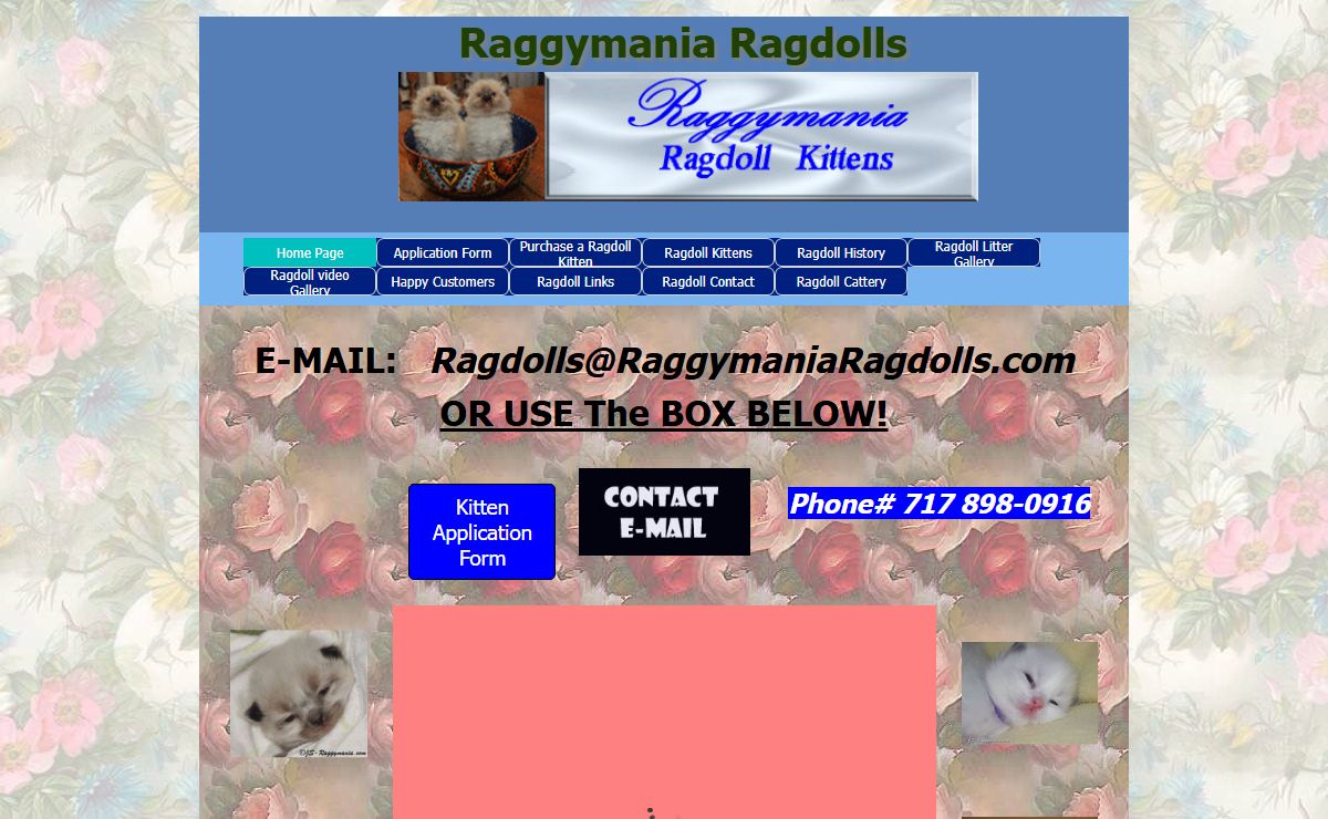 Raggymania ragdoll kittens - Raggymaniaragdolls