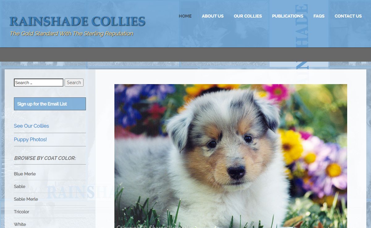 Rainshade Collies – The Gold Standard With The Sterling Reputation