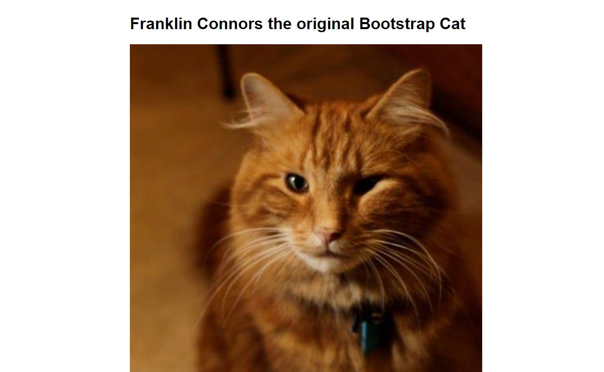 Franklin Connors the original Bootstrap Cat 06/2008 - 09/2020