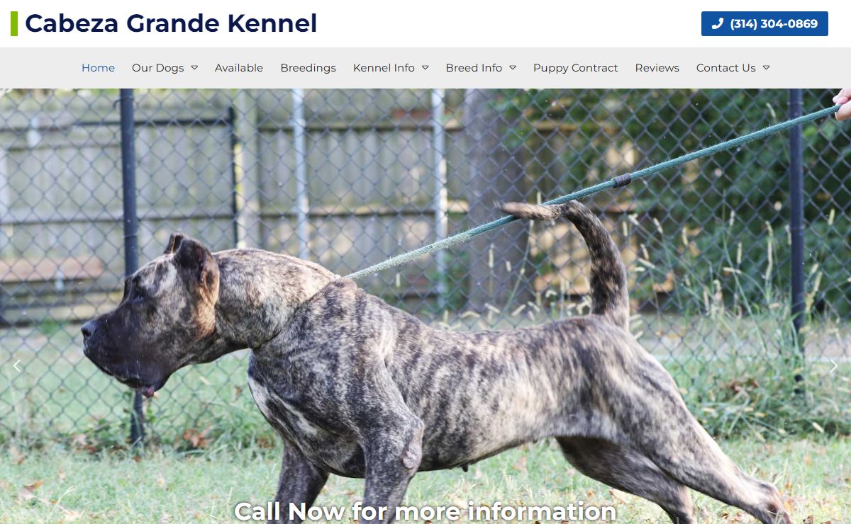 Presa Canario Puppies & Breeder In Illinois | Cabeza Grande Kennel
