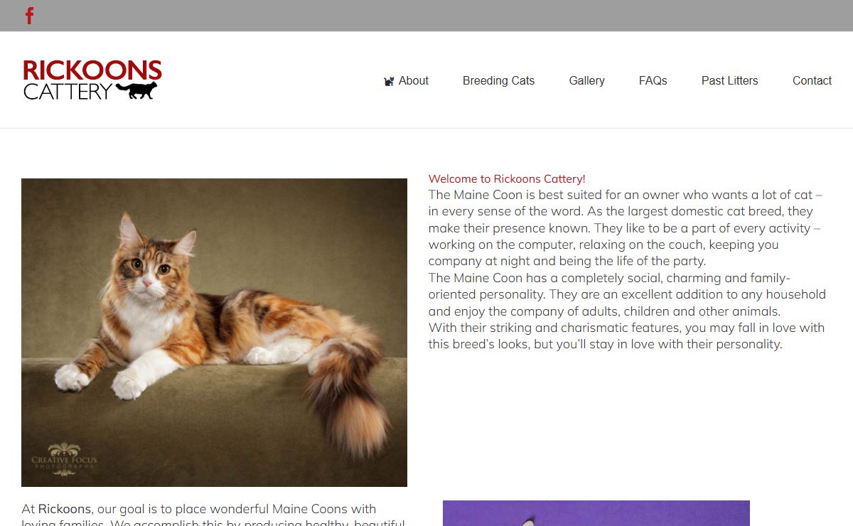 Rickoons Maine Coon Cattery | Ohio Maine Coon Breeder Near Cleveland
