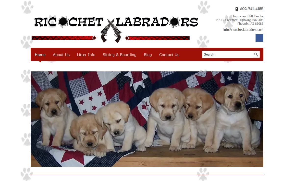 Ricochet Labradors | AZ Labrador Breeder Since 1994
